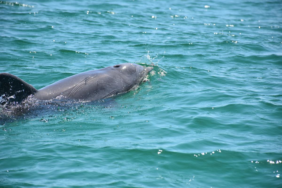 Dolphin surfaces the water.